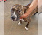Small American Bulldog-Mountain Cur Mix