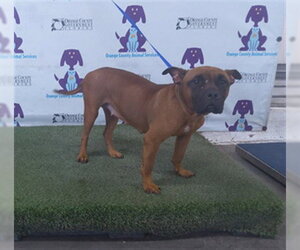 Boxer-Unknown Mix Dogs for adoption in Orlando, FL, USA