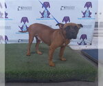 Small Boxer Mix