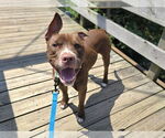 Small #6 American Pit Bull Terrier Mix