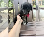 Small Photo #35 Gollie Puppy For Sale in SANTA ROSA BEACH, FL, USA