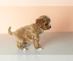 Small #5 Cavapoo mix (+ Poodle Miniature)