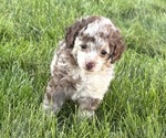 Puppy Puppy 1 Poodle (Toy)