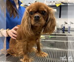 Small #3 Cavalier King Charles Spaniel Mix