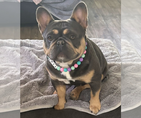 Medium Photo #1 French Bulldog Puppy For Sale in SOUTH BEND, IN, USA