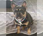 Small Photo #1 French Bulldog Puppy For Sale in SOUTH BEND, IN, USA
