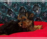 Small #10 Yorkshire Terrier