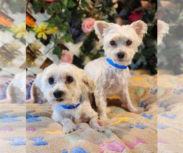 Medium Photo #1 Maltese Puppy For Sale in Bon Carbo, CO, USA