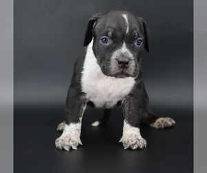 American Bully Puppy for sale in CHAMPAIGN, IL, USA