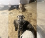 Small Photo #18 Cane Corso Puppy For Sale in DONEGAL, PA, USA
