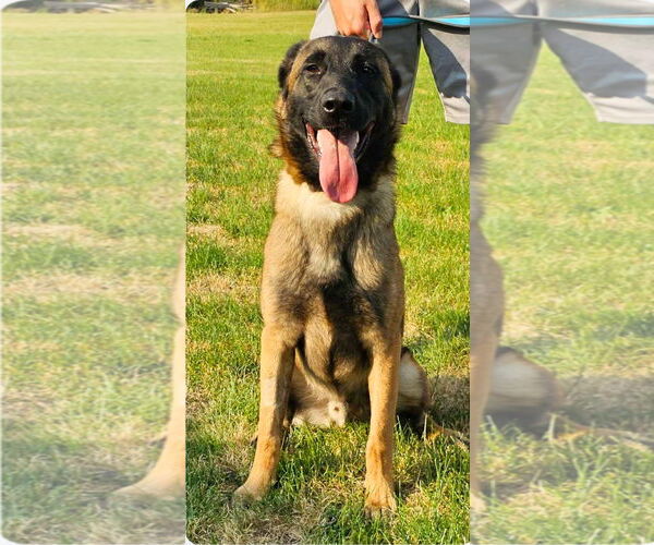 Medium Photo #7 Mutt Puppy For Sale in Stevens Point, WI, USA