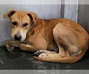 American Staffordshire Terrier-Unknown Mix Dogs for adoption in San Antonio, TX, USA