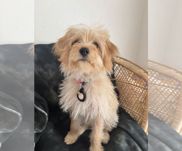 Medium Photo #6 Maltese-Unknown Mix Puppy For Sale in Bellevue, WA, USA