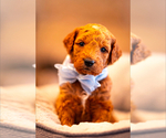 Puppy Brian Goldendoodle