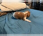 Small #1 Cavalier King Charles Spaniel