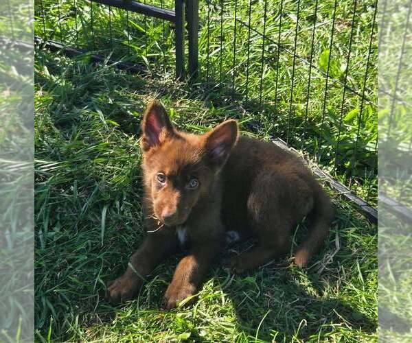 Medium Photo #1 German Shepherd Dog Puppy For Sale in RIGA, MI, USA