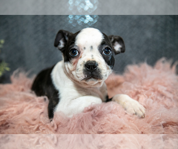 Medium Photo #4 Boston Terrier Puppy For Sale in HARLAN, IN, USA