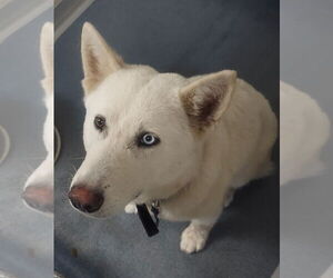 Huskies -Unknown Mix Dogs for adoption in Glen Allen, VA, USA