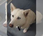 Small Huskies  Mix
