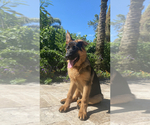 Small Photo #148 German Shepherd Dog Puppy For Sale in WELLINGTON, FL, USA