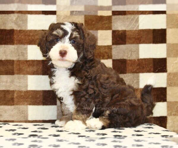 Medium Photo #5 Bernedoodle (Miniature) Puppy For Sale in DENVER, PA, USA