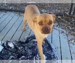 Small Puggle