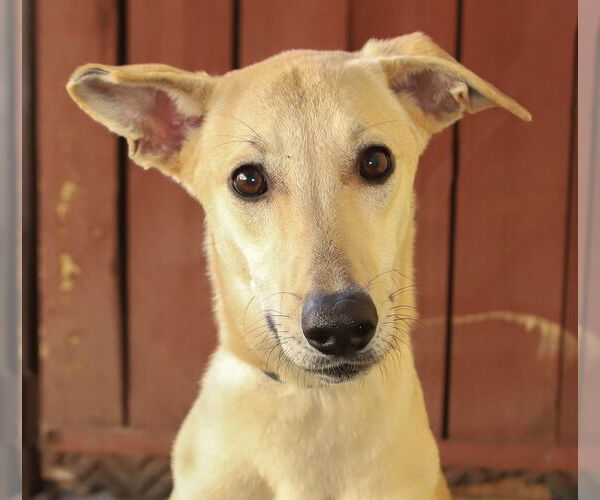 Medium Photo #2 Greyhound-Unknown Mix Puppy For Sale in Oakland Park, FL, USA