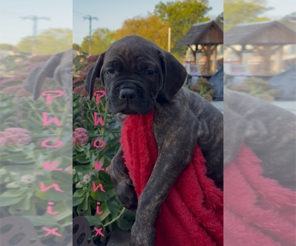 Medium Photo #2 America Bandogge Mastiff-Cane Corso Mix Puppy For Sale in FOLSOM, PA, USA