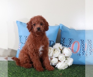 Goldendoodle (Miniature) Puppy for Sale in MOUNT VERNON, Ohio USA