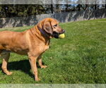 Small #1 Labrador Retriever Mix