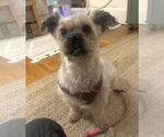 Small #2 Shih-Poo