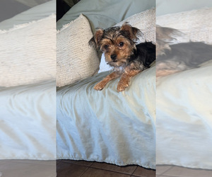 Mutt-Yorkshire Terrier Mix Puppy for sale in LABELLE, FL, USA