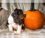 Small Photo #5 Cocker Spaniel Puppy For Sale in WAKARUSA, IN, USA