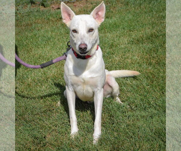 Medium Photo #4 Gerberian Shepsky Puppy For Sale in Huntley, IL, USA