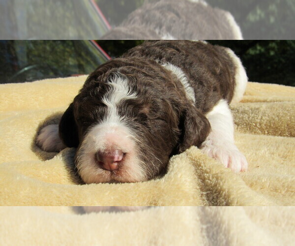 Medium Photo #3 Bernedoodle Puppy For Sale in BIG ROCK, IL, USA