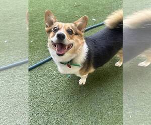 Pembroke Welsh Corgi Dogs for adoption in Tempe , AZ, USA