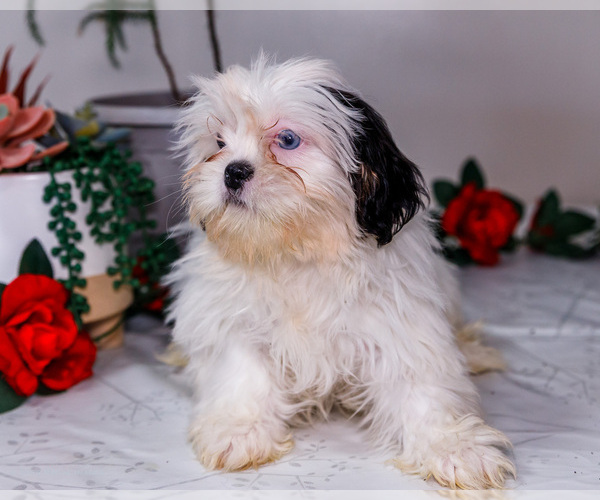 Medium Photo #24 Shih Tzu Puppy For Sale in WAKARUSA, IN, USA