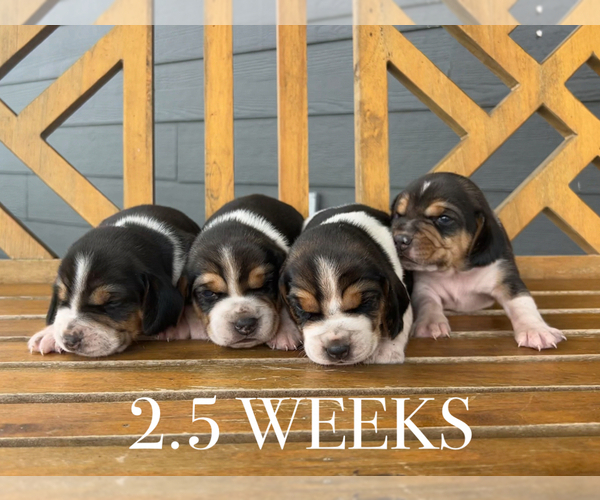 Medium Photo #12 Beagle Puppy For Sale in MCPHERSON, KS, USA
