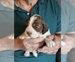 Small #3 English Springer Spaniel