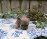 Small #7 French Bulldog
