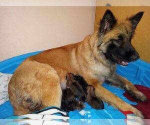 Mother of the Belgian Malinois puppies born on 12/22/2023