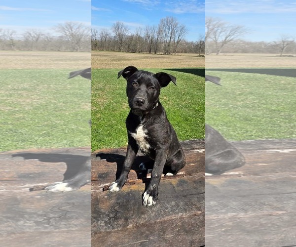 Medium Photo #1 Labrador Retriever-Unknown Mix Puppy For Sale in Germantown, OH, USA