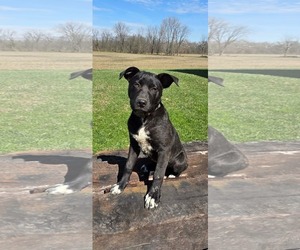 Labrador Retriever-Unknown Mix Dogs for adoption in Germantown, OH, USA