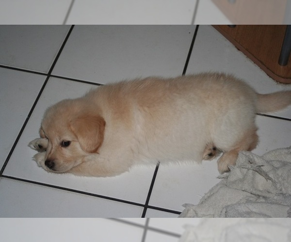 Medium Photo #8 Golden Retriever Puppy For Sale in HIGH POINT, NC, USA