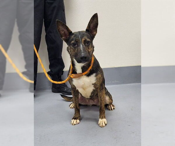 Medium Photo #1 German Shepherd Dog-Unknown Mix Puppy For Sale in Louisville, KY, USA