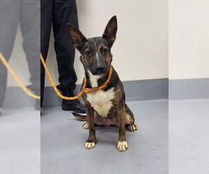 German Shepherd Dog-Unknown Mix Dogs for adoption in Louisville, KY, USA