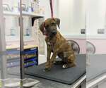 Small #3 Mutt