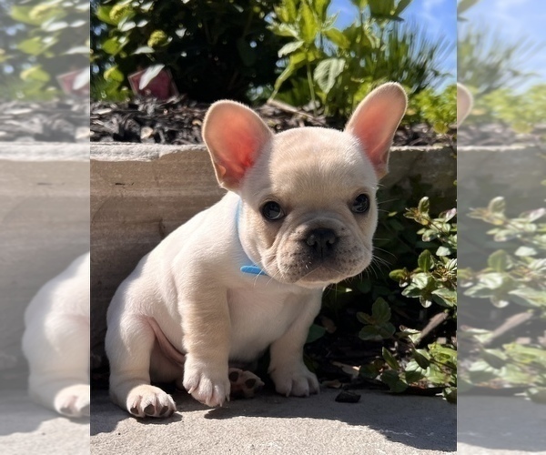 Medium Photo #6 French Bulldog Puppy For Sale in HUDSONVILLE, MI, USA