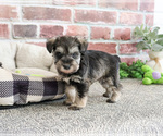 Small #8 Schnauzer (Miniature)