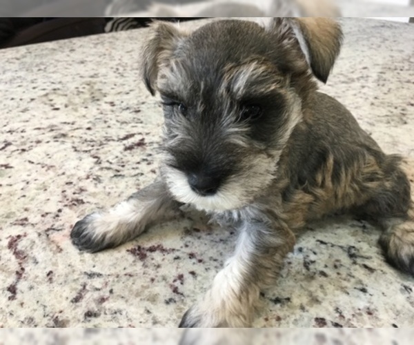 Medium Photo #7 Schnauzer (Miniature) Puppy For Sale in VALRICO, FL, USA